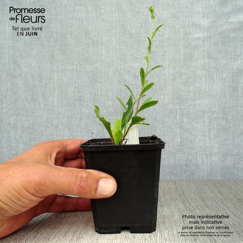 Exemplaar van Aster amellus Veilchenkönigin - Bergaster Kweekpotje van 8/9 cm zoals geleverd in de zomer