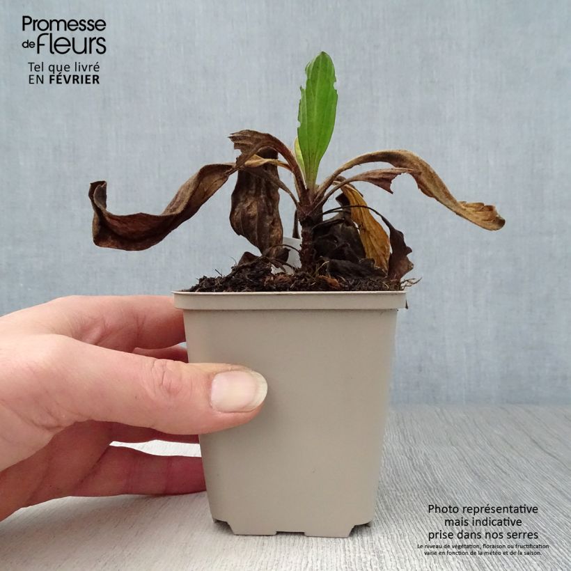 Example of Oeil de Christ Grunder - Aster amellus Grunder Kweekpotje van 8/9 cm as you get in hiver