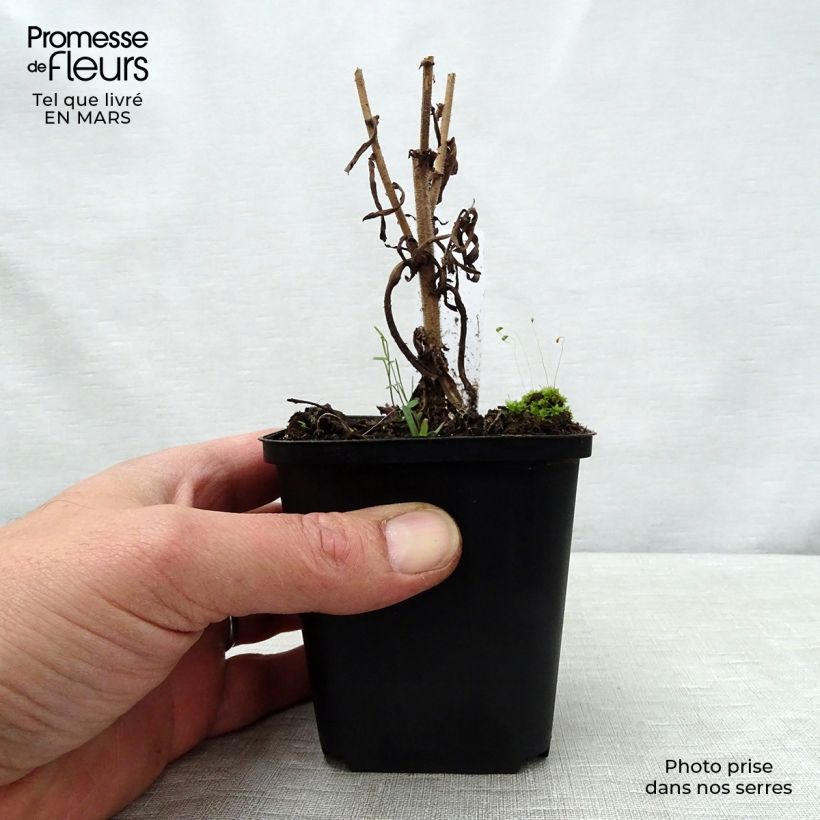 Exemplaar van Aster Kylie - Herfstaster Kweekpotje van 8/9 cm zoals geleverd in de lente