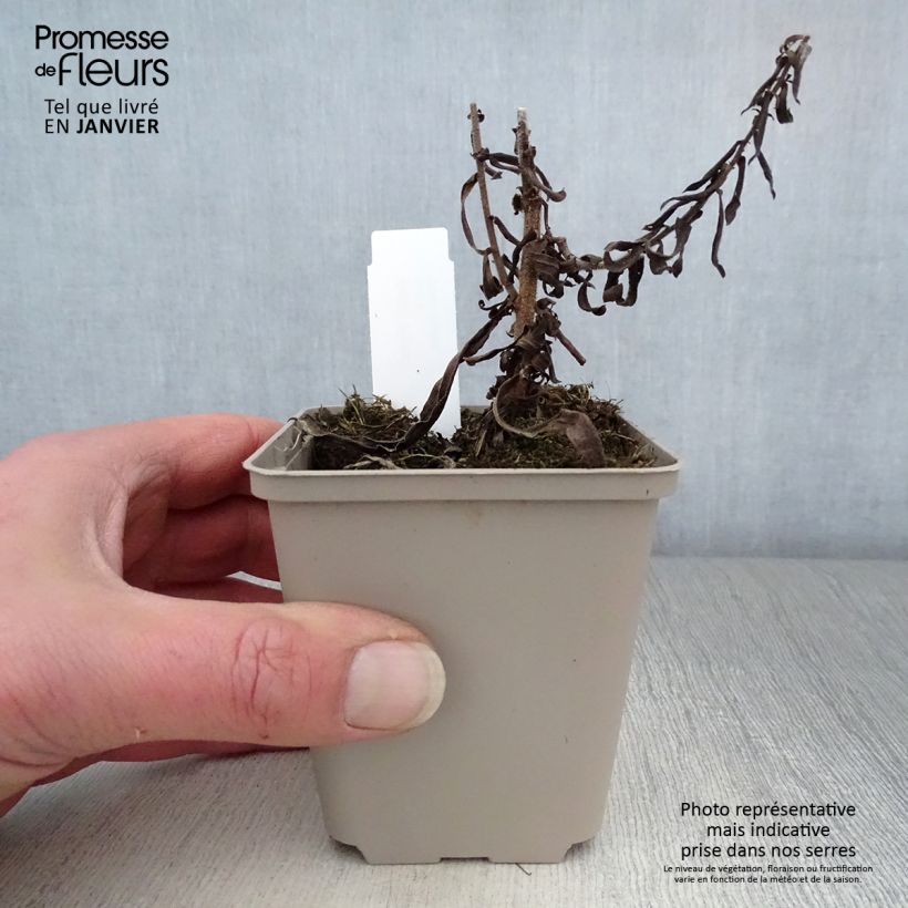 Example of Aster amethystinus Kylie Kweekpotje van 8/9 cm as you get in hiver