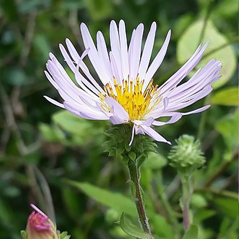 Aster carolinianus - Herfstaster (Bloei)