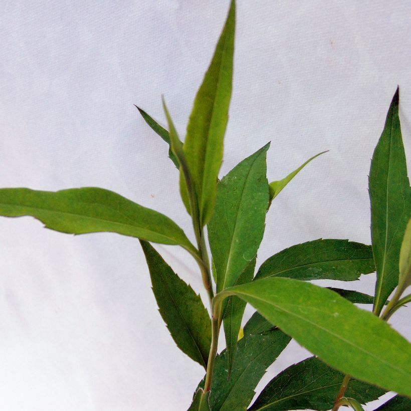 Aster cordifolius Blue Heaven - Herfstaster (Foliage)