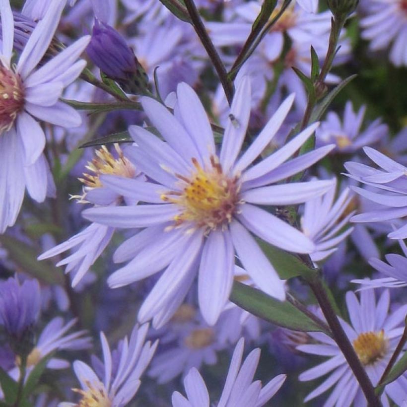 Aster cordifolius Blue Heaven - Herfstaster (Flowering)