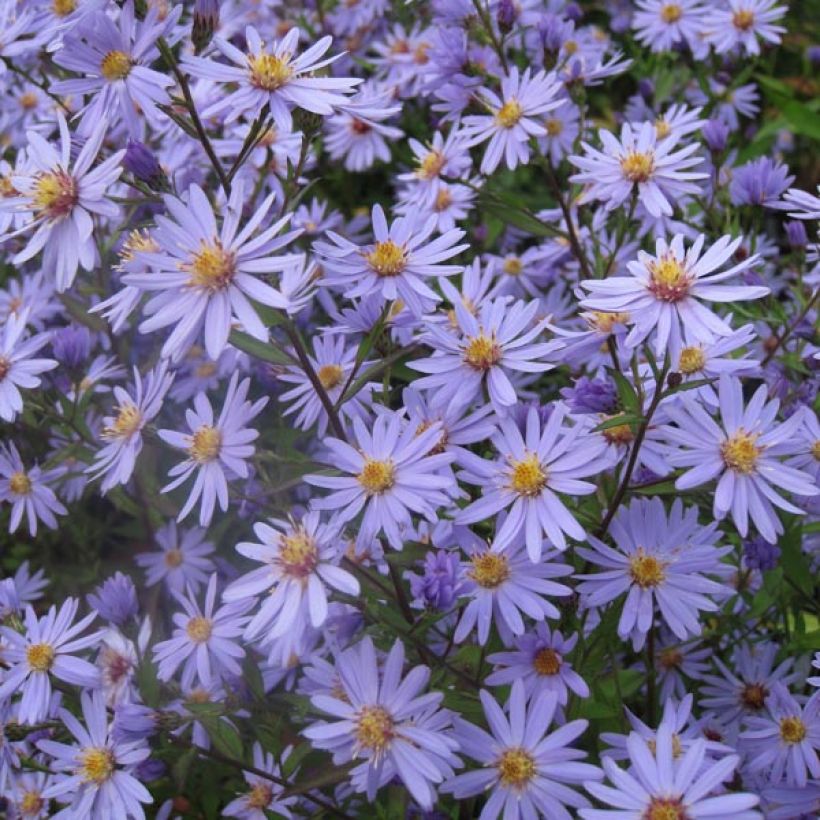 Aster cordifolius Blue Heaven - Herfstaster (Plant habit)