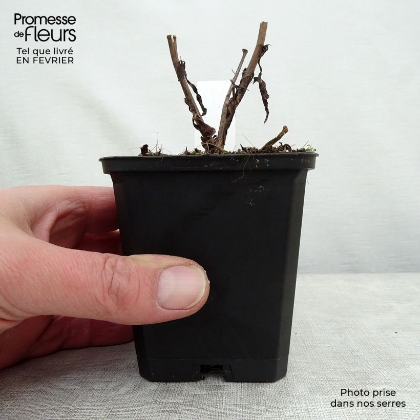 Example of Aster cordifolius Blue Heaven Kweekpotje van 8/9 cm as you get in hiver