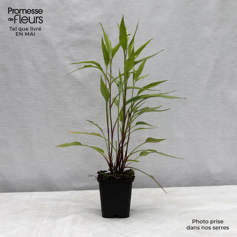 Exemplaar van Aster cordifolius Blue Heaven - Herfstaster Kweekpotje van 8/9 cm zoals geleverd in de lente