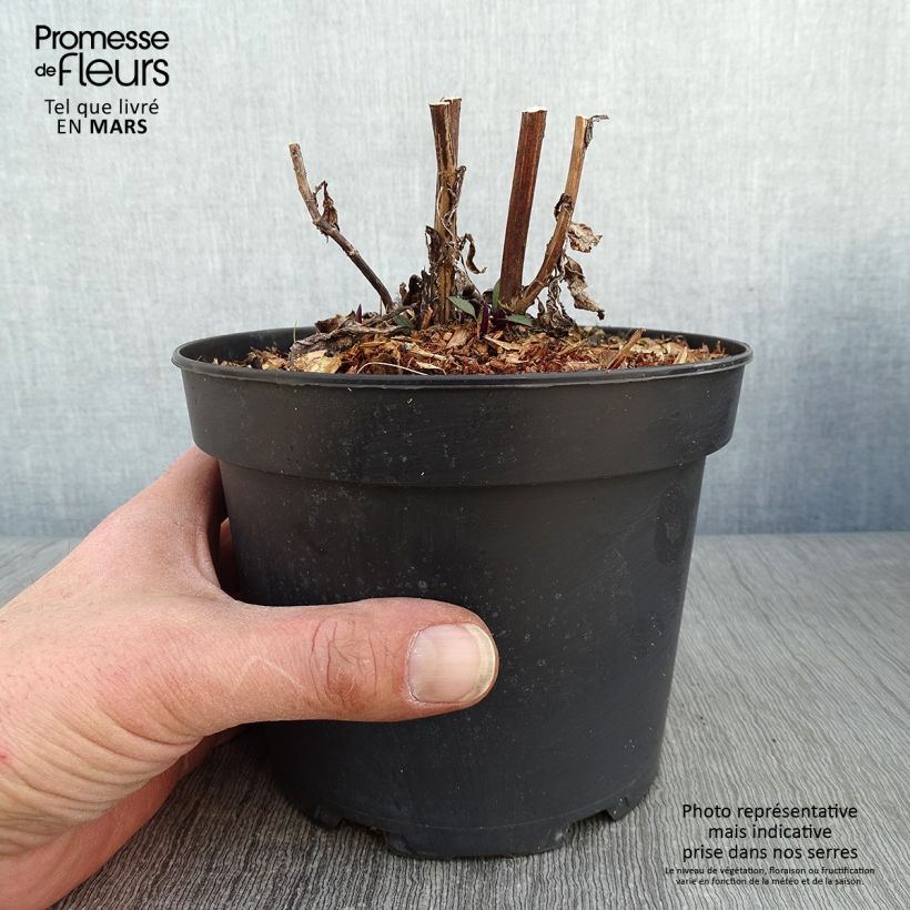 Example of Aster cordifolius Blue Heaven Pot van 2 l/3 l as you get in hiver