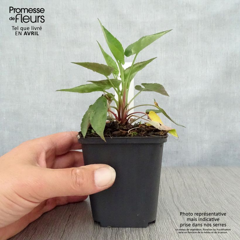 Exemplaar van Aster cordifolius Blutenregen - Herfstaster Kweekpotje van 8/9 cm zoals geleverd in de lente