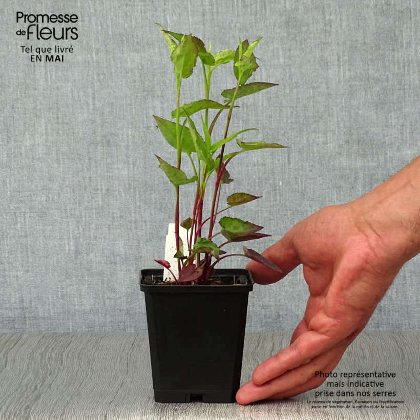 Exemplaar van Aster cordifolius Idéal - Herfstaster Kweekpotje van 8/9 cm zoals geleverd in de lente