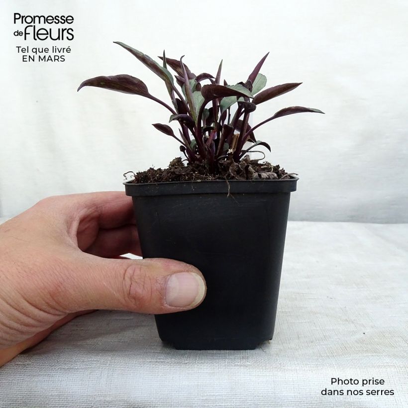 Example of Aster cordifolius Little Carlow - Herfstaster Kweekpotje van 8/9 cm as you get in hiver