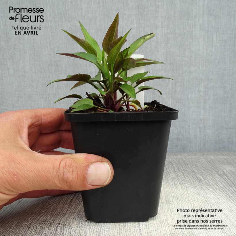 Exemplaar van Aster cordifolius Little Carlow - Herfstaster Kweekpotje van 8/9 cm zoals geleverd in de lente