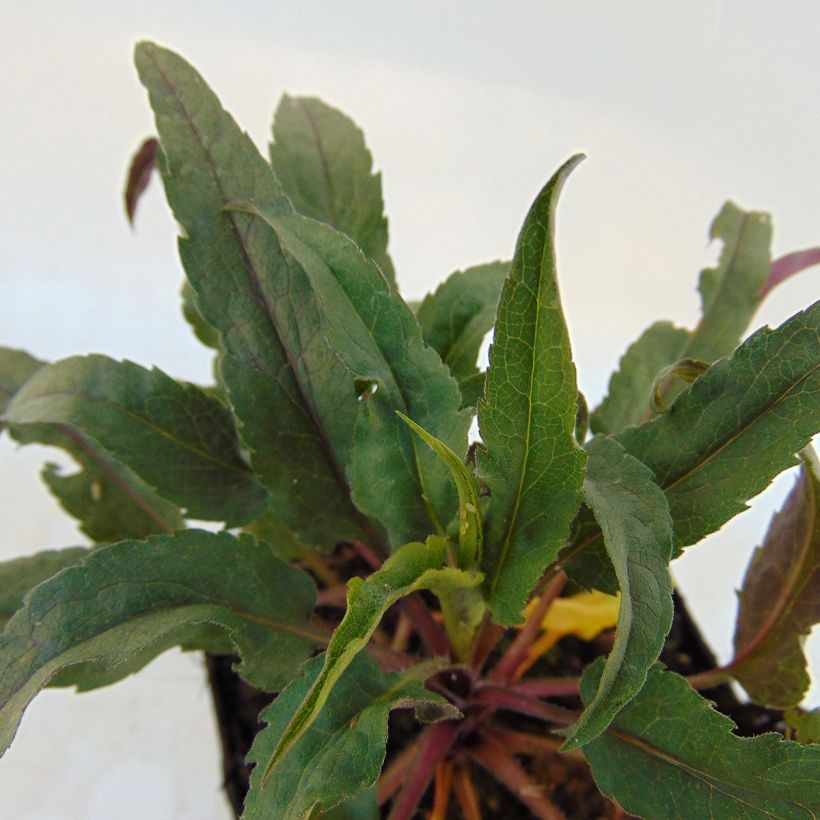 Aster cordifolius Photograph - Herfstaster (Foliage)