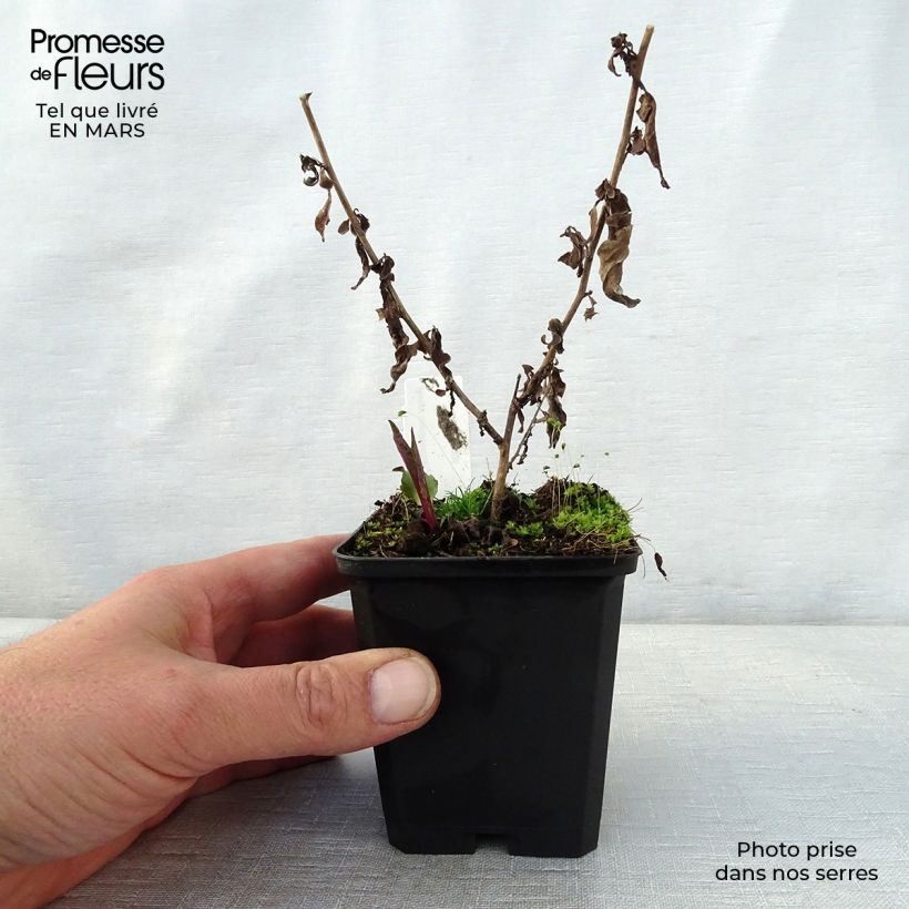 Exemplaar van Aster cordifolius Photograph - Herfstaster Kweekpotje van 8/9 cm zoals geleverd in de lente