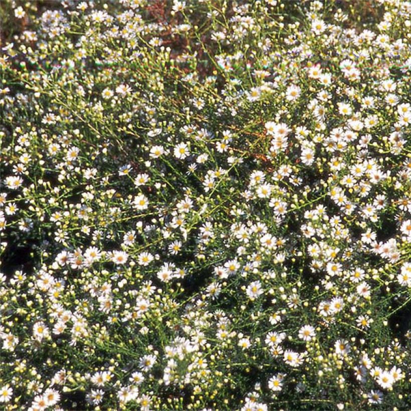 Aster datschii - Herfstaster (Bloei)
