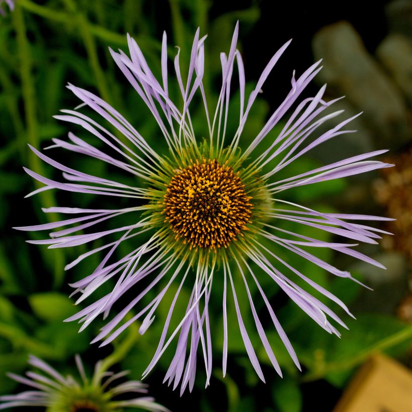 Aster diplostephioides - Herfstaster (Bloei)