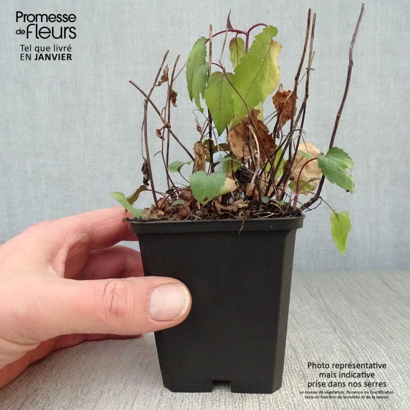 Example of Aster divaricatus Beth Chatto - Sneeuwaster Kweekpotje van 8/9 cm as you get in hiver