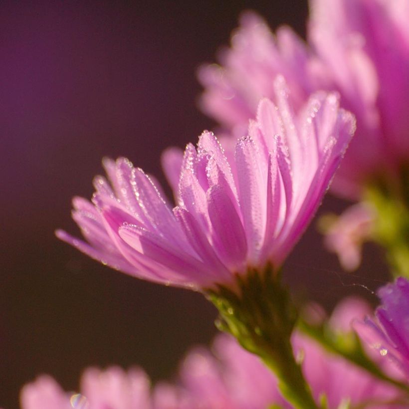 Aster dumosus Anneke - Dwergaster (Flowering)