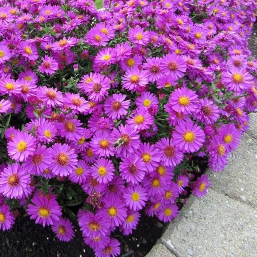 Aster dumosus Anneke - Dwergaster (Plant habit)