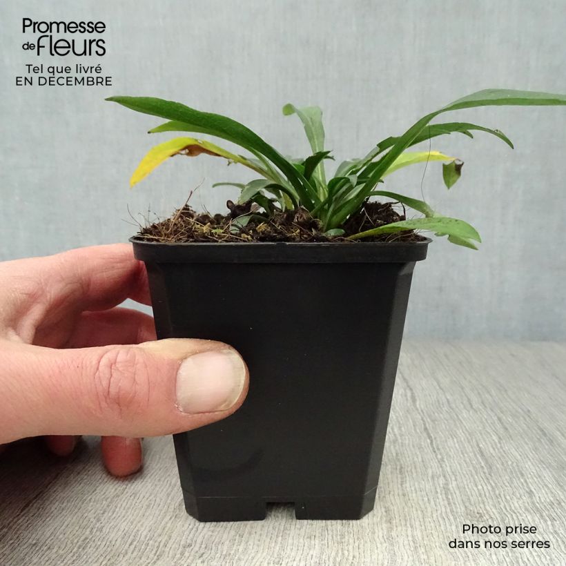 Example of Aster dumosus Anneke - Aster nain Kweekpotje van 8/9 cm as you get in hiver