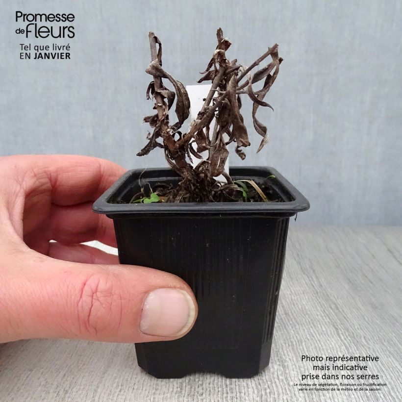 Example of Aster dumosus Augenweide - Aster nain d’automne Kweekpotje van 8/9 cm as you get in hiver