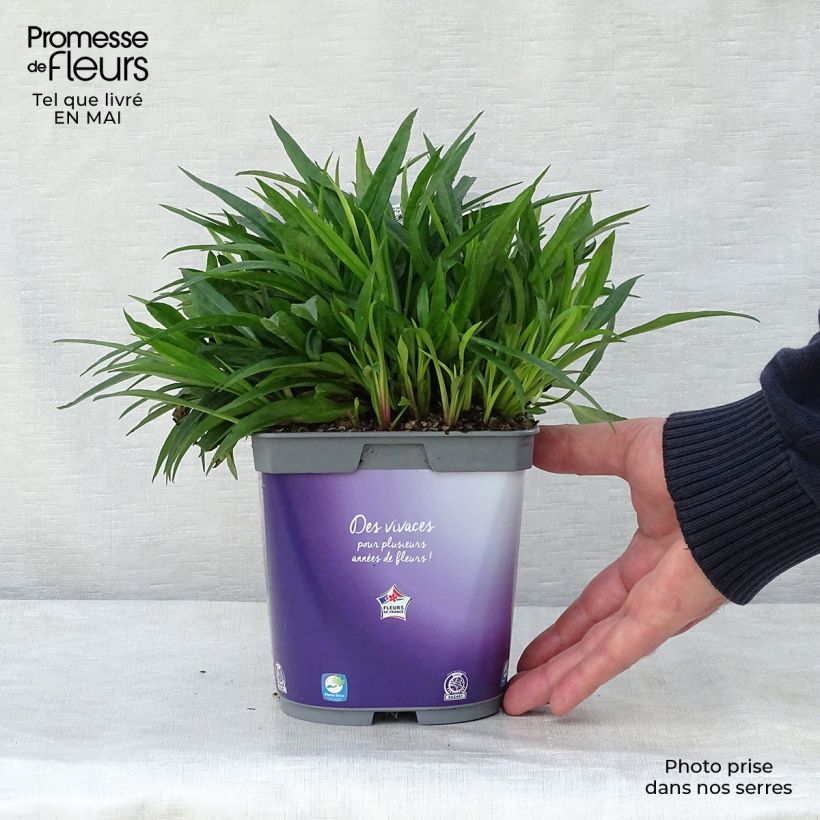 Exemplaar van Aster dumosus Augenweide - Dwergaster Pot van 2 l/3 l zoals geleverd in de lente