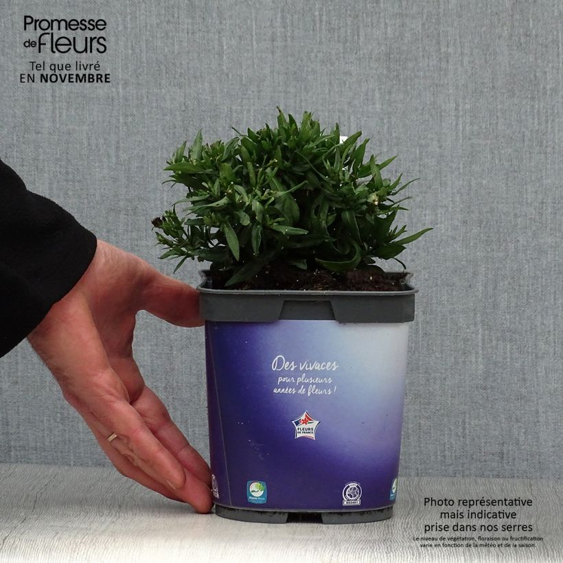 Exemplaar van Aster dumosus Augenweide - Dwergaster Pot van 2 l/3 l zoals geleverd in de herfst