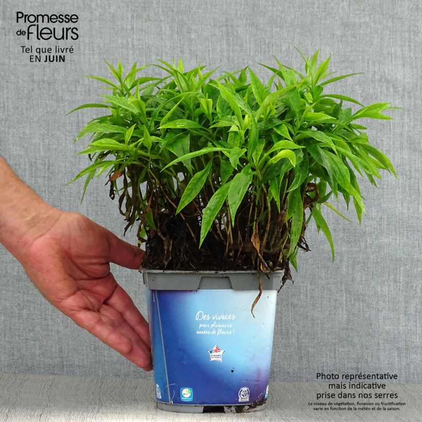 Exemplaar van Aster dumosus Augenweide - Dwergaster Pot van 2 l/3 l zoals geleverd in de zomer