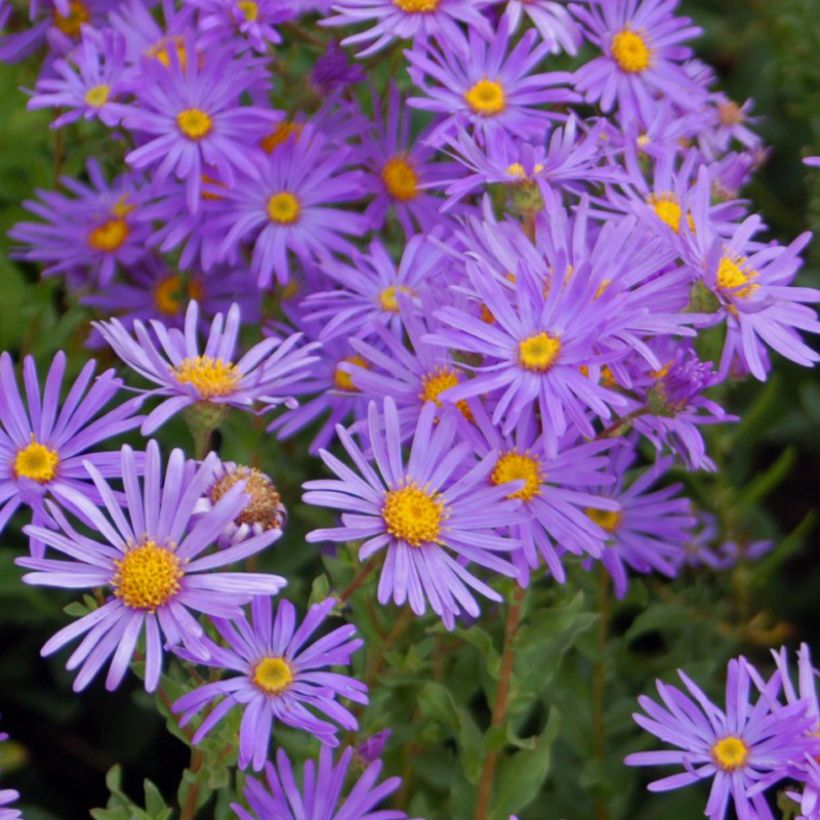 Aster dumosus Early Blue - Dwergaster (Flowering)