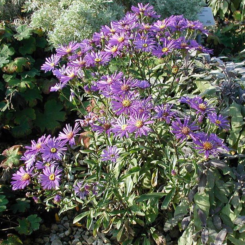 Aster dumosus Early Blue - Dwergaster (Plant habit)
