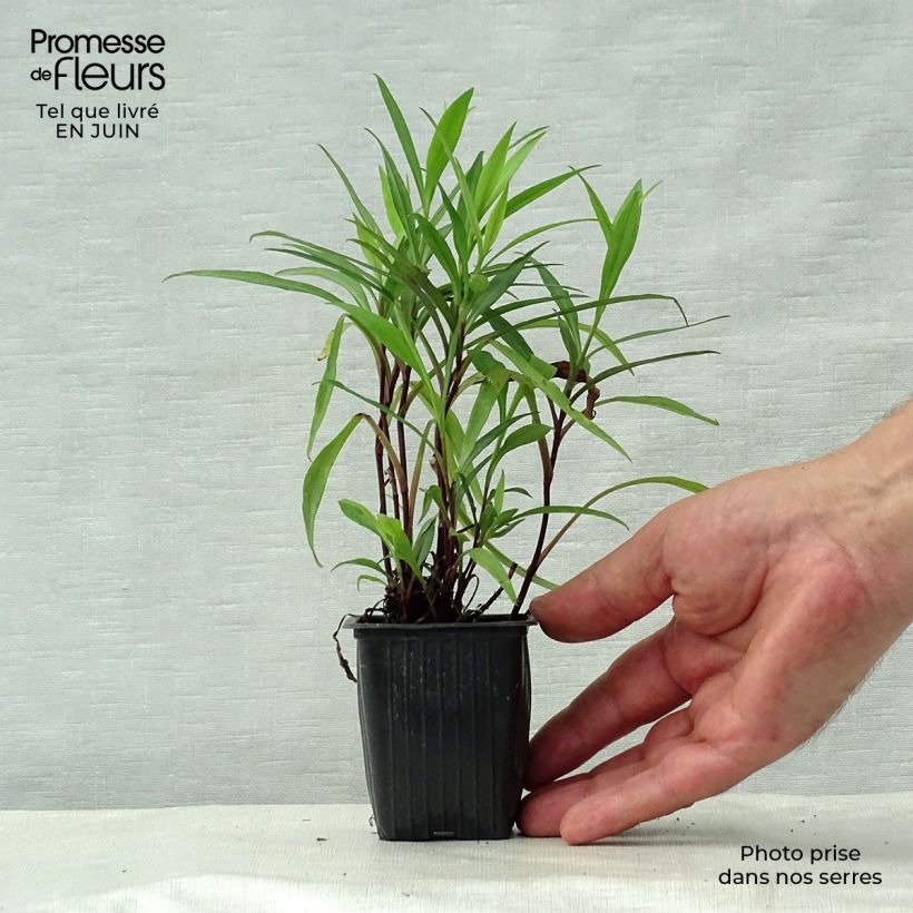 Exemplaar van Aster dumosus Early Blue - Dwergaster Kweekpotje van 7/8 cm zoals geleverd in de zomer