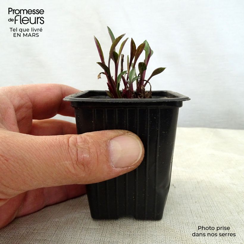 Exemplaar van Aster dumosus Early Blue - Dwergaster Kweekpotje van 7/8 cm zoals geleverd in de lente