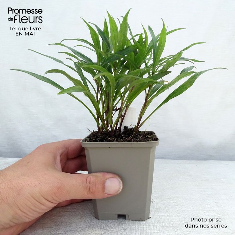 Exemplaar van Aster dumosus Kristina - Dwergaster Kweekpotje van 8/9 cm zoals geleverd in de lente