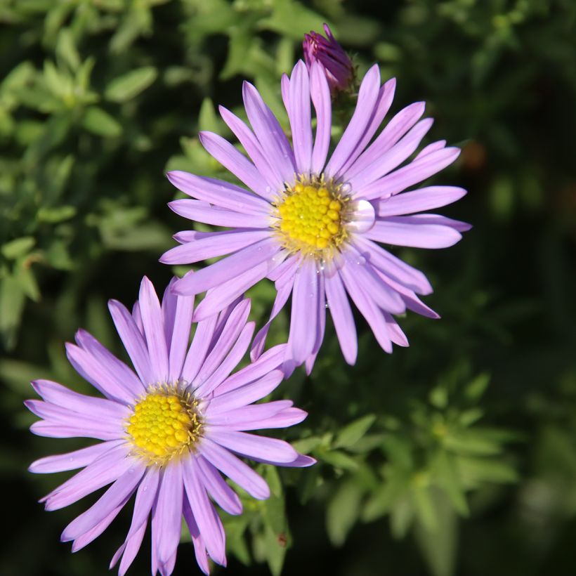 Aster Lady In Blue - Dwergaster (Bloei)