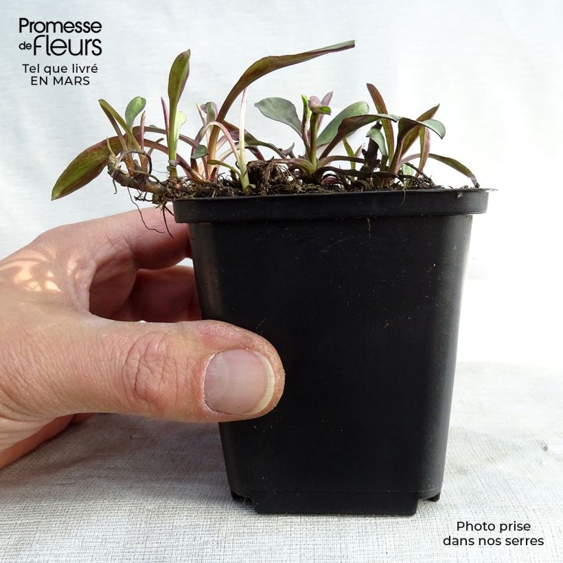 Example of Aster dumosus Lady In Blue Kweekpotje van 8/9 cm as you get in hiver