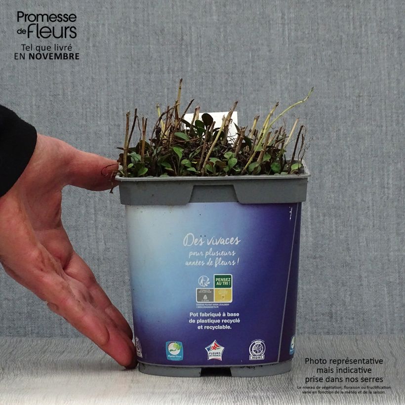 Exemplaar van Aster Lady In Blue - Dwergaster Pot van 2 l/3 l zoals geleverd in de herfst