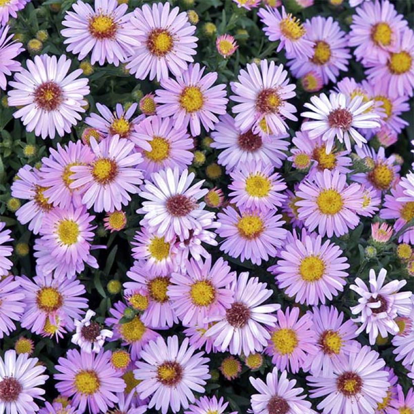 Aster dumosus Marjorie - Dwergaster (Flowering)