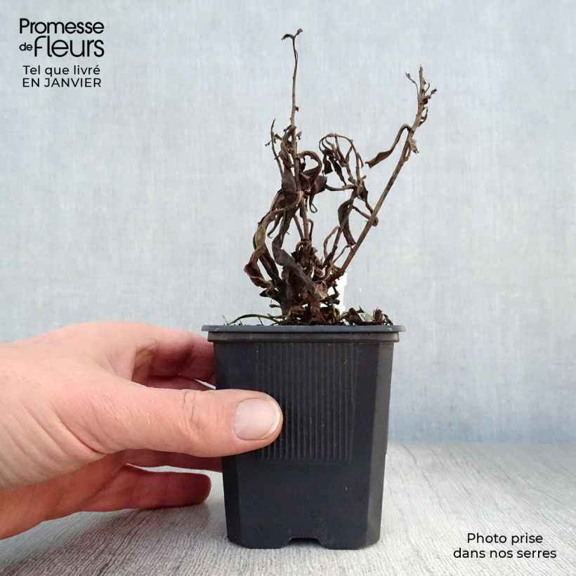 Example of Aster dumosus Marjorie - Dwergaster Kweekpotje van 8/9 cm as you get in hiver