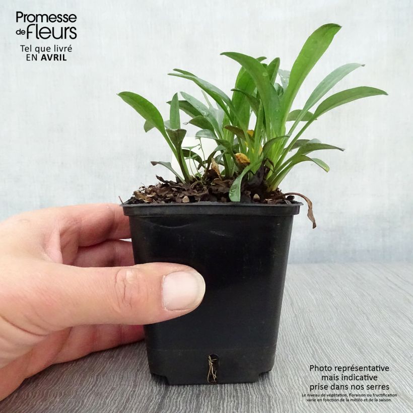 Exemplaar van Aster dumosus Marjorie - Dwergaster Kweekpotje van 8/9 cm zoals geleverd in de lente