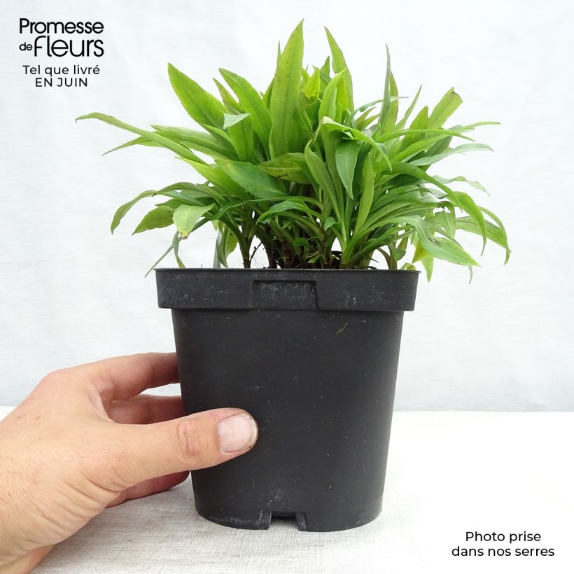 Exemplaar van Aster dumosus Marjorie - Dwergaster Pot van 2 l/3 l zoals geleverd in de zomer