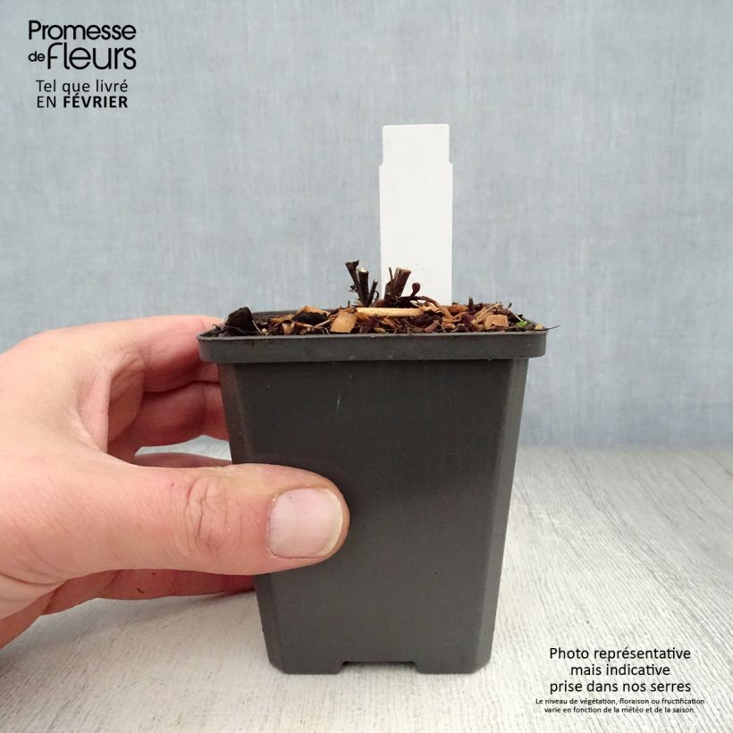 Example of Aster dumosus Neron Kweekpotje van 8/9 cm as you get in hiver