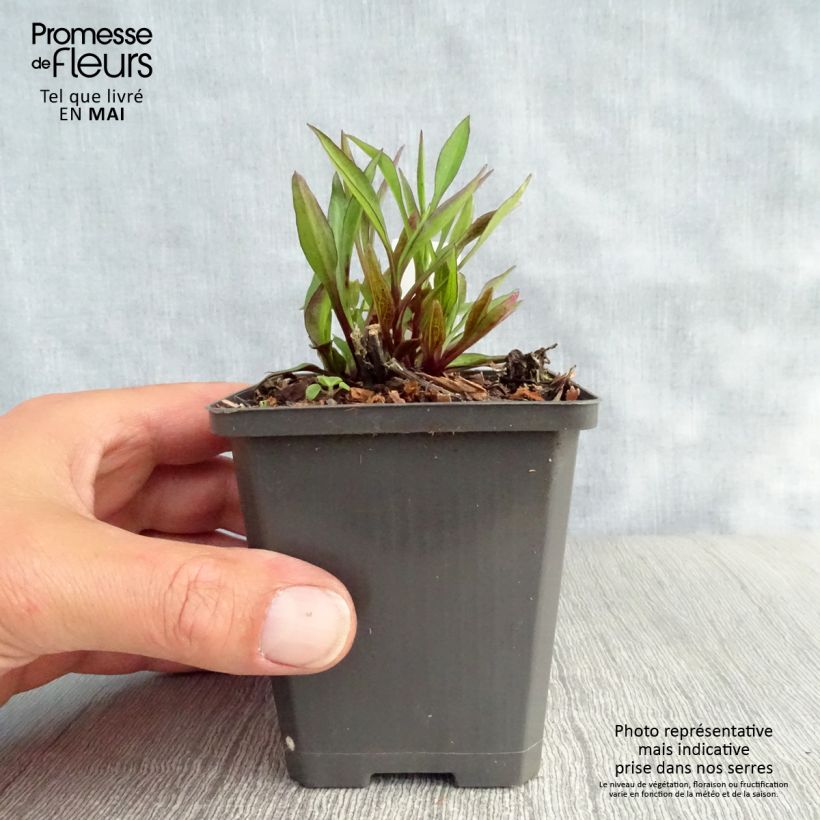 Exemplaar van Aster dumosus Neron - Dwergaster Kweekpotje van 8/9 cm zoals geleverd in de lente