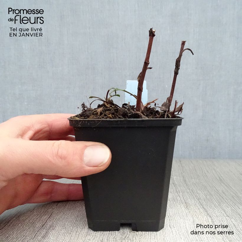 Example of Aster dumosus Peter Harrison - Aster nain d'automne Kweekpotje van 8/9 cm as you get in hiver