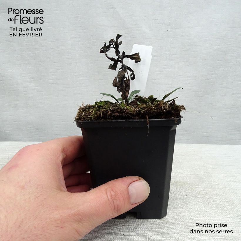 Example of Aster dumosus Professeur Anton Kippenberg - Dwergaster Kweekpotje van 8/9 cm as you get in hiver