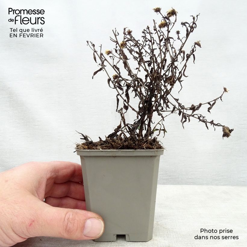 Example of Aster dumosus Rosenwichtel - Aster nain d’automne Kweekpotje van 8/9 cm as you get in hiver
