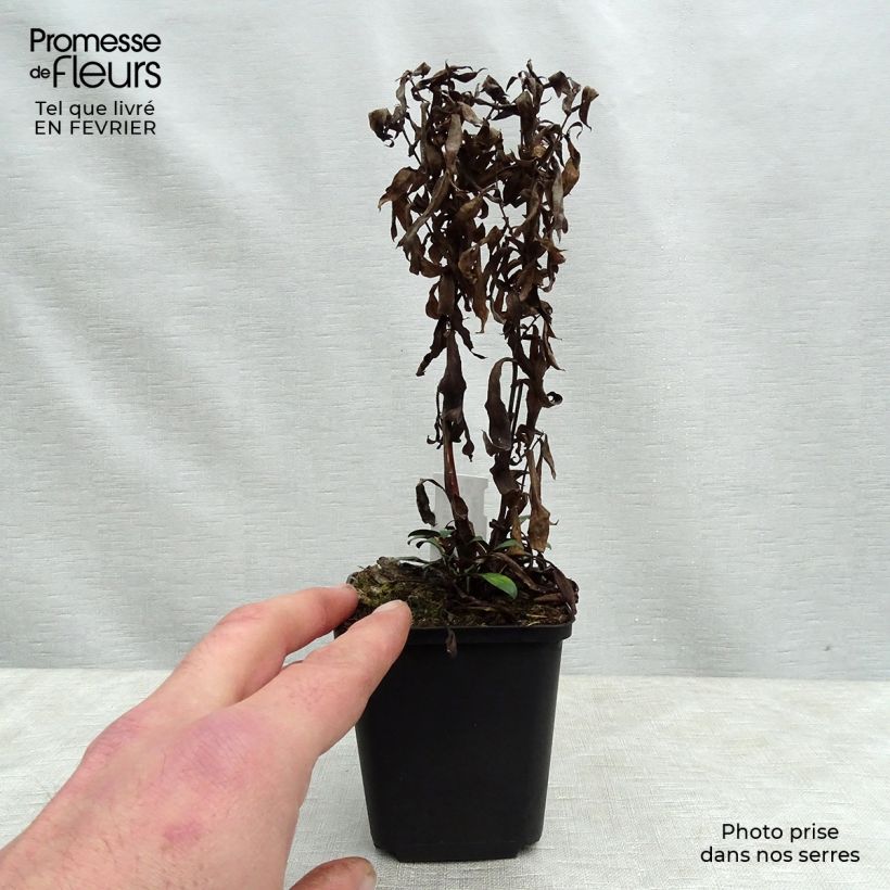 Example of Aster dumosus Samoa - Aster nain d'automne Kweekpotje van 8/9 cm as you get in hiver