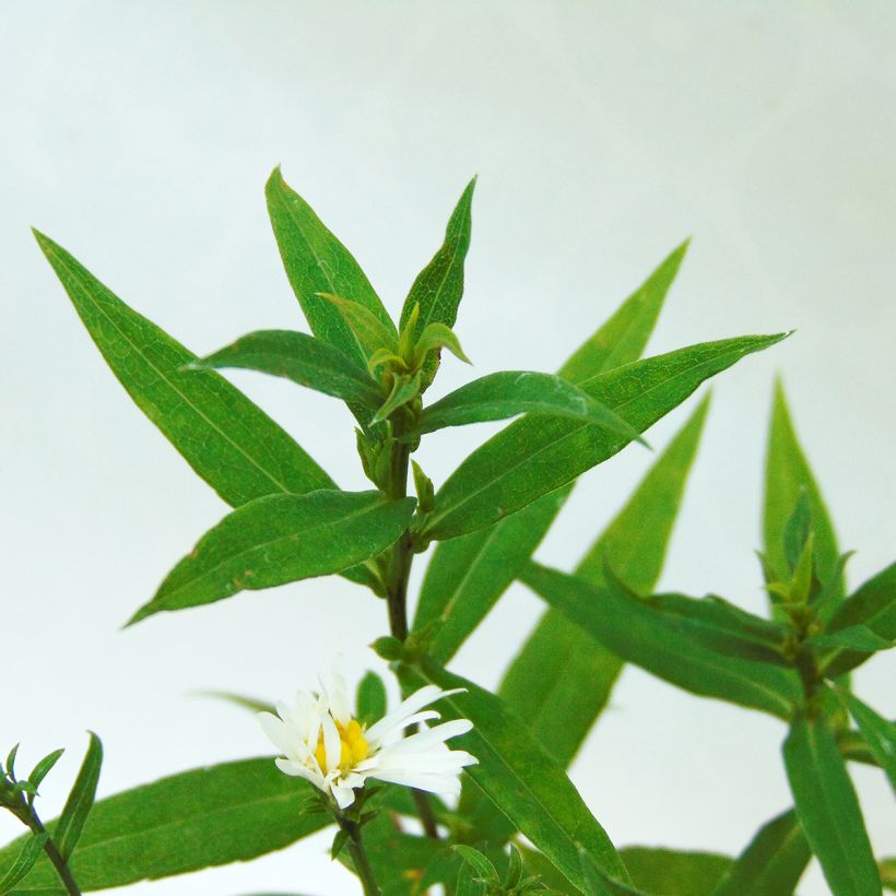Aster dumosus Schneekissen - Dwergaster (Foliage)