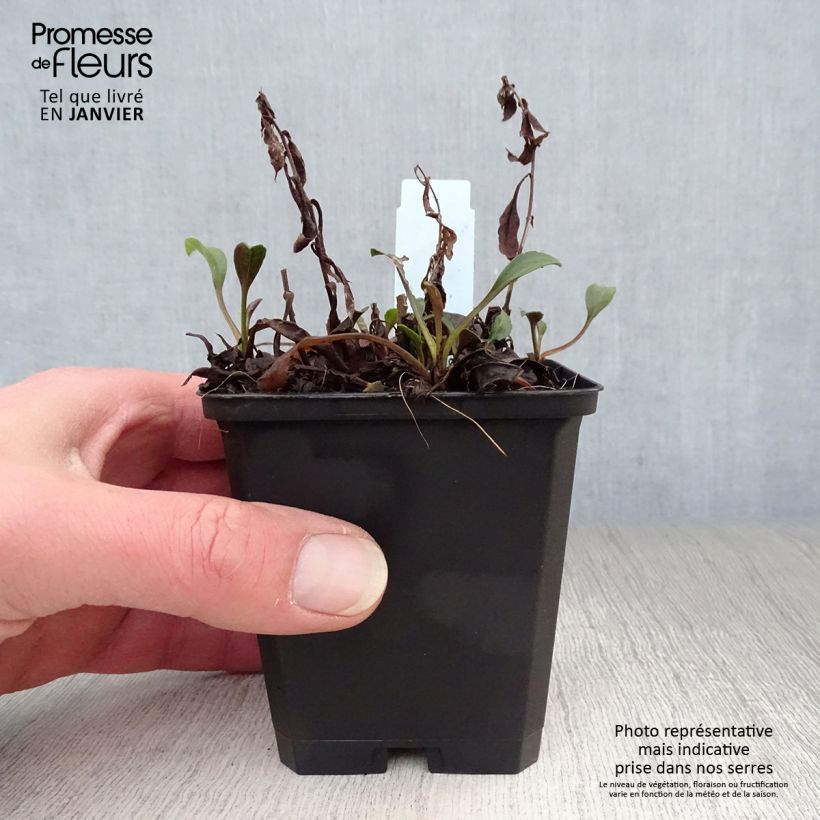 Example of Aster dumosus Schneekissen - Aster nain d'automne Kweekpotje van 8/9 cm as you get in hiver