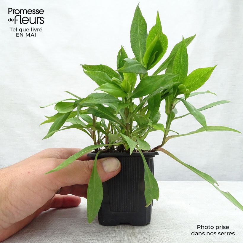 Exemplaar van Dwergaster Silberblaukissen Kweekpotje van 8/9 cm zoals geleverd in de lente