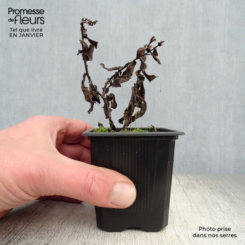 Example of Dwergaster Silberblaukissen Kweekpotje van 8/9 cm as you get in hiver