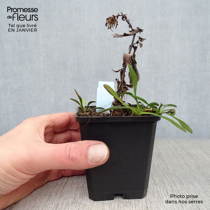 Example of Aster dumosus Starlight - Aster nain d’automne Kweekpotje van 8/9 cm as you get in hiver